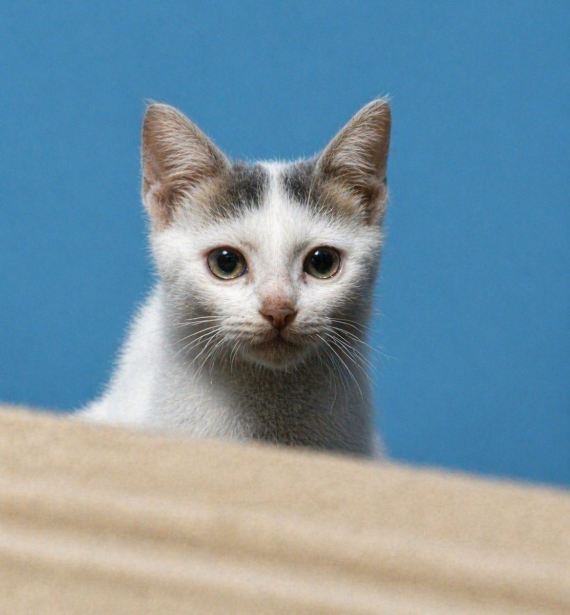 Using REFERENCE_0, restore the same kitten into a clean, realistic high-resolution portrait while preserving the front-facing composition, white fur with gray-brown markings on the head,...