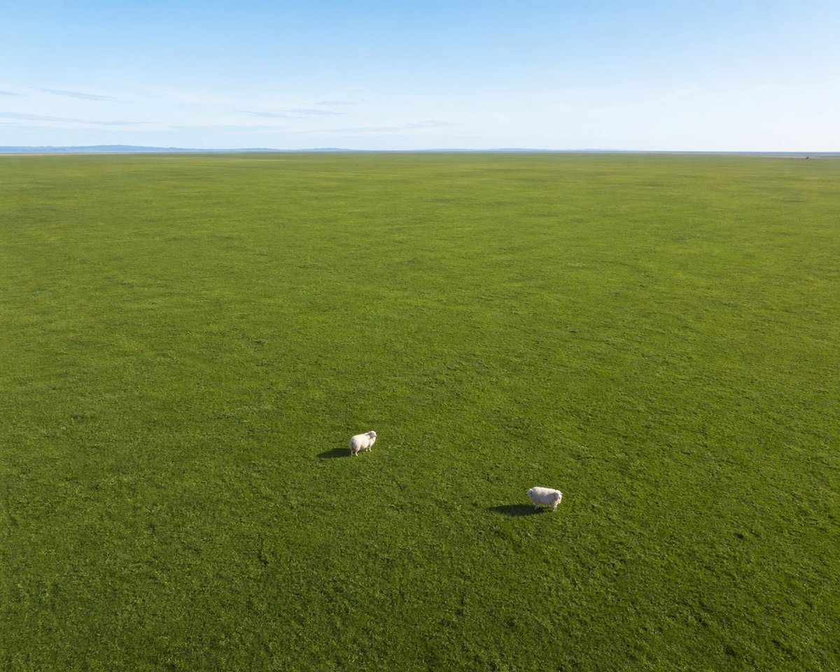 Generates an aerial landscape photograph of a vast, flat grassy field with two small animals, emphasizing scale and minimalism.