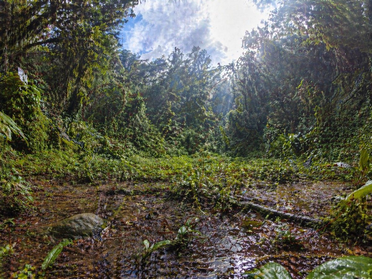 An ultra-detailed wide-angle rainforest clearing photographed from a very low ground-level perspective, with the camera almost at the edge of a shallow muddy puddle. Dense tropical jungle...