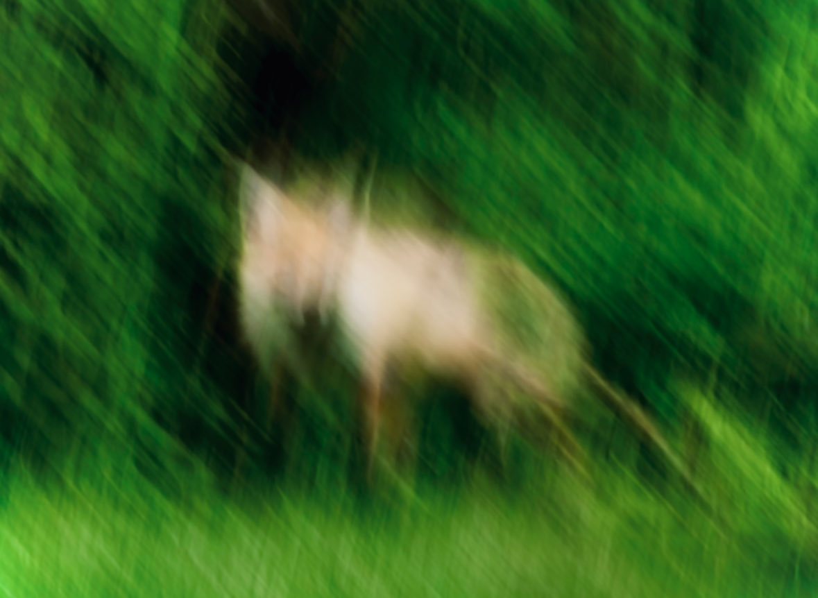 A painterly wildlife photograph with strong intentional motion blur, showing 1 deer-like animal in a lush green forest clearing. The animal stands slightly left of center in side profile...